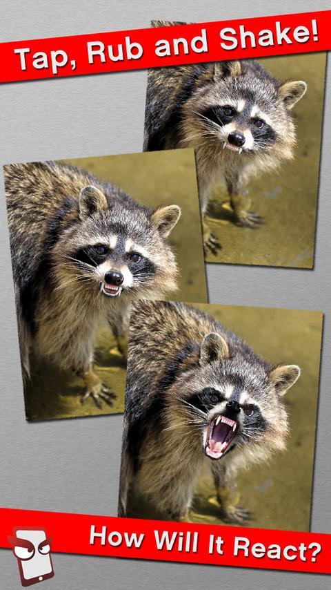 Angry Raccoon Free!