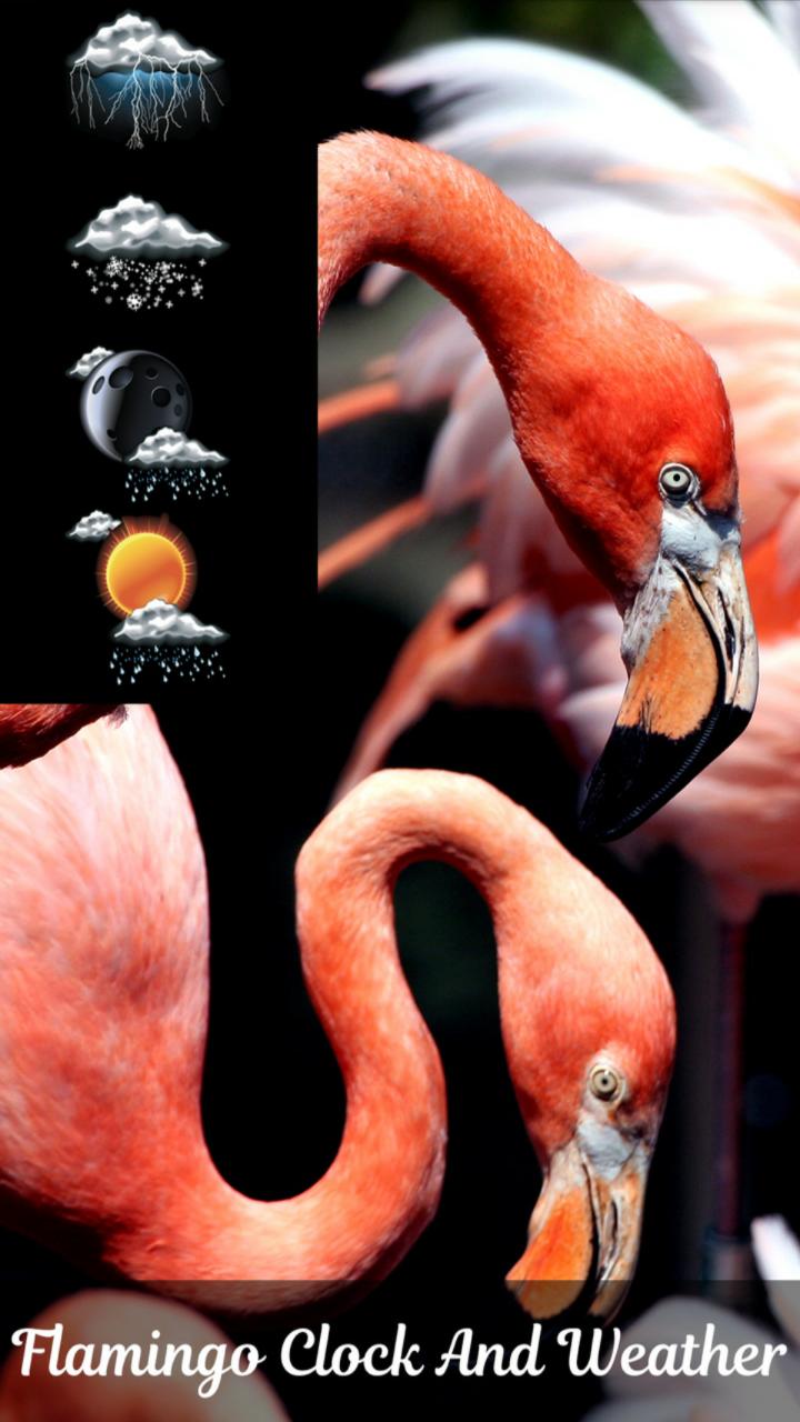 Flamingo Clock And Weather