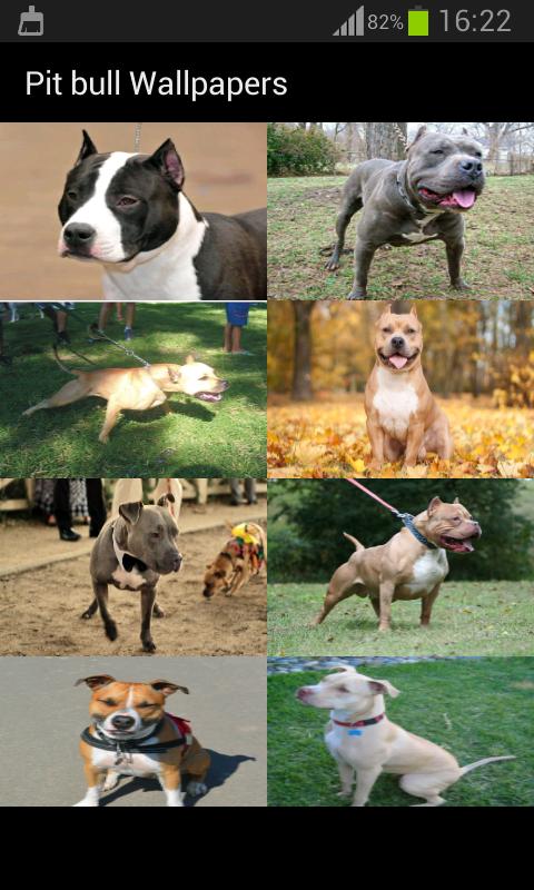 Pit bull Wallpapers