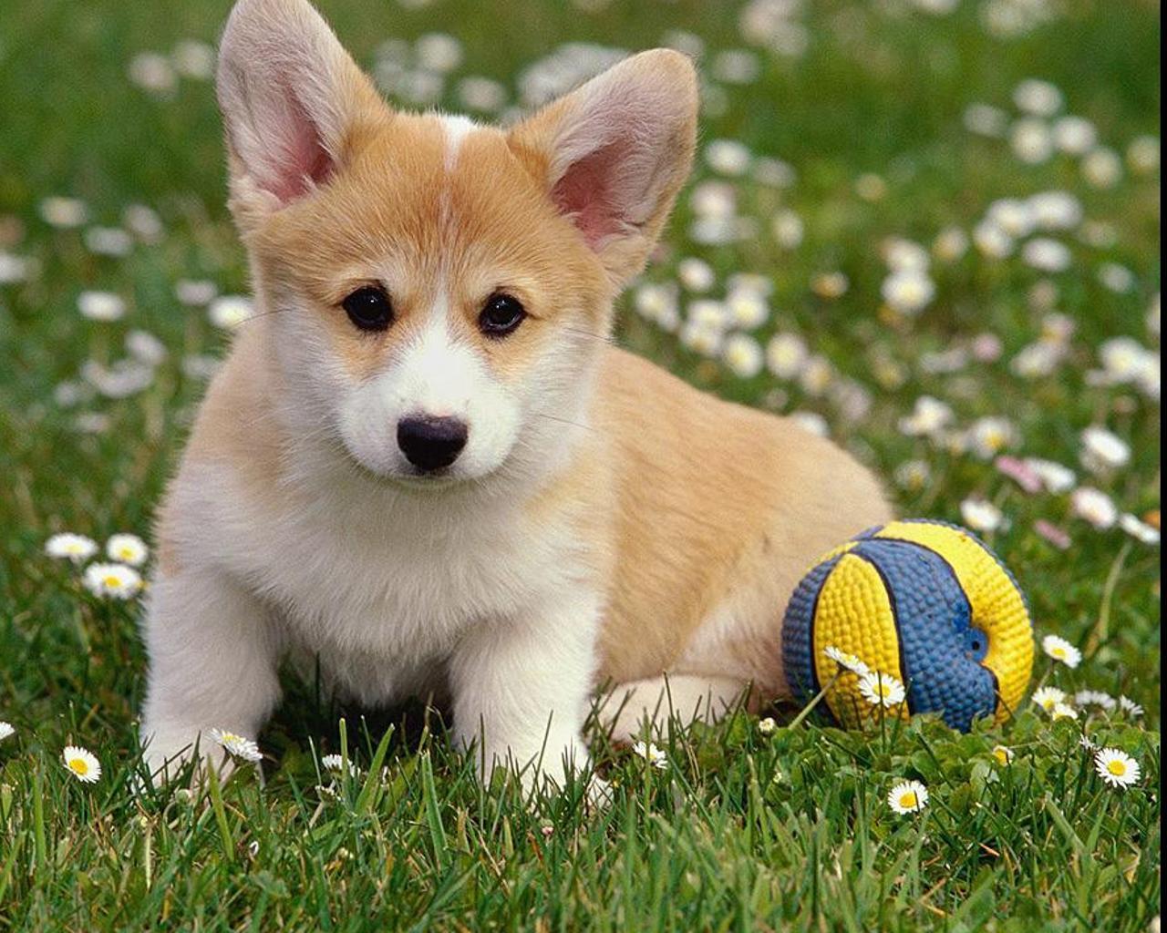 Puppies Jigsaw Puzzle